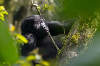 Uganda